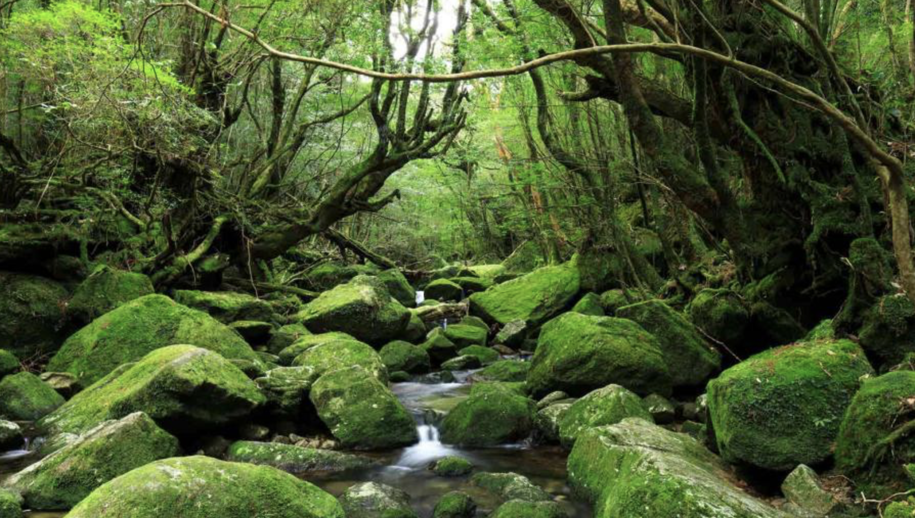 屋久島　観光