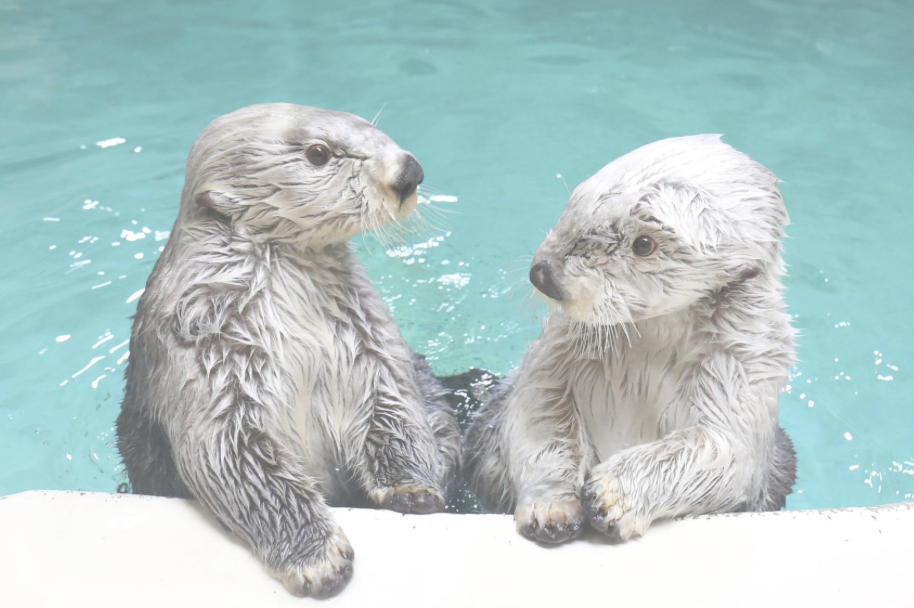 鳥羽水族館　デート 