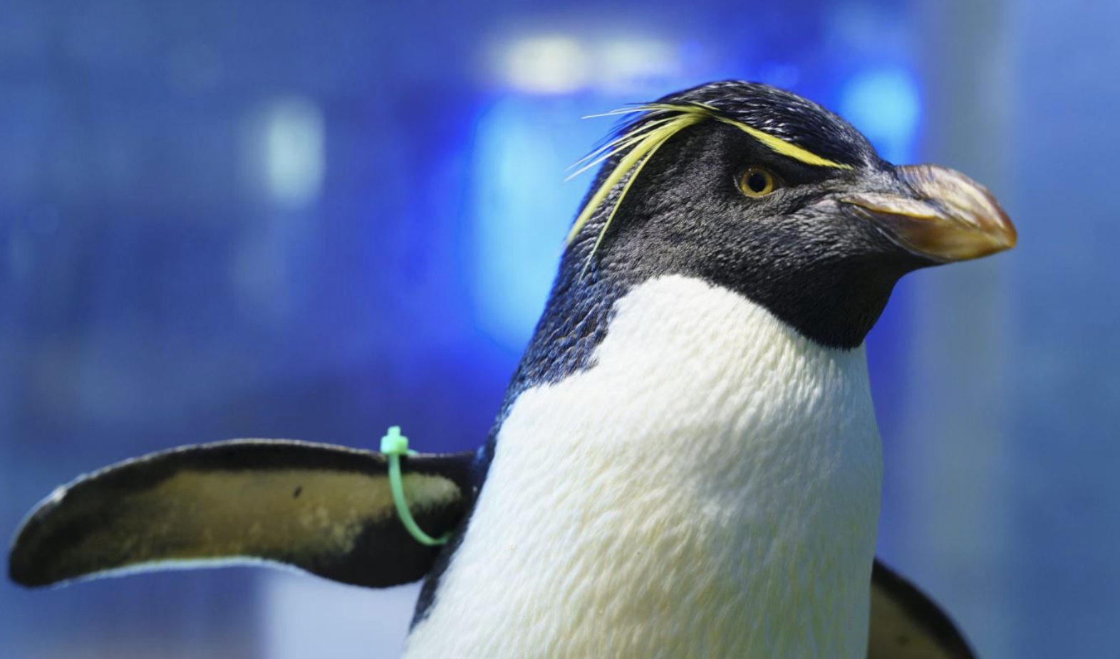 長崎ペンギン水族館　デート