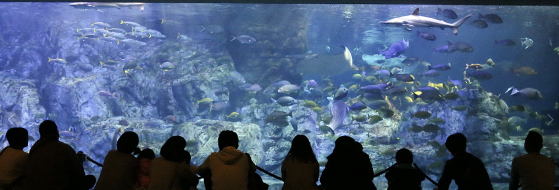 大分マリーンパレス水族館　デート