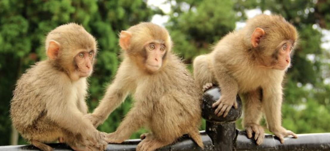 「高崎山自然動物園」自然