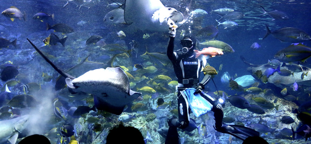 「大分マリーンパレス水族館~うみたまご」デートスポット